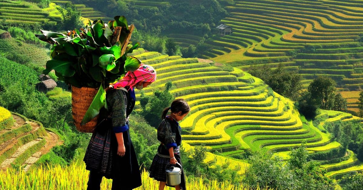 Banaue Rice Terraces