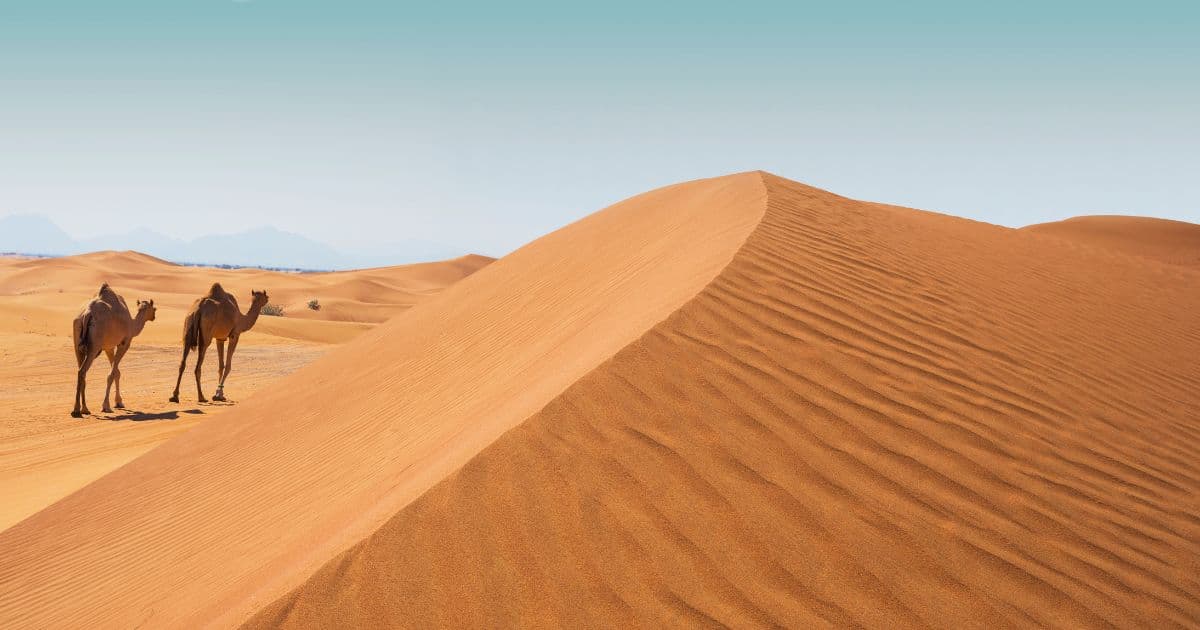 Arabian Desert
